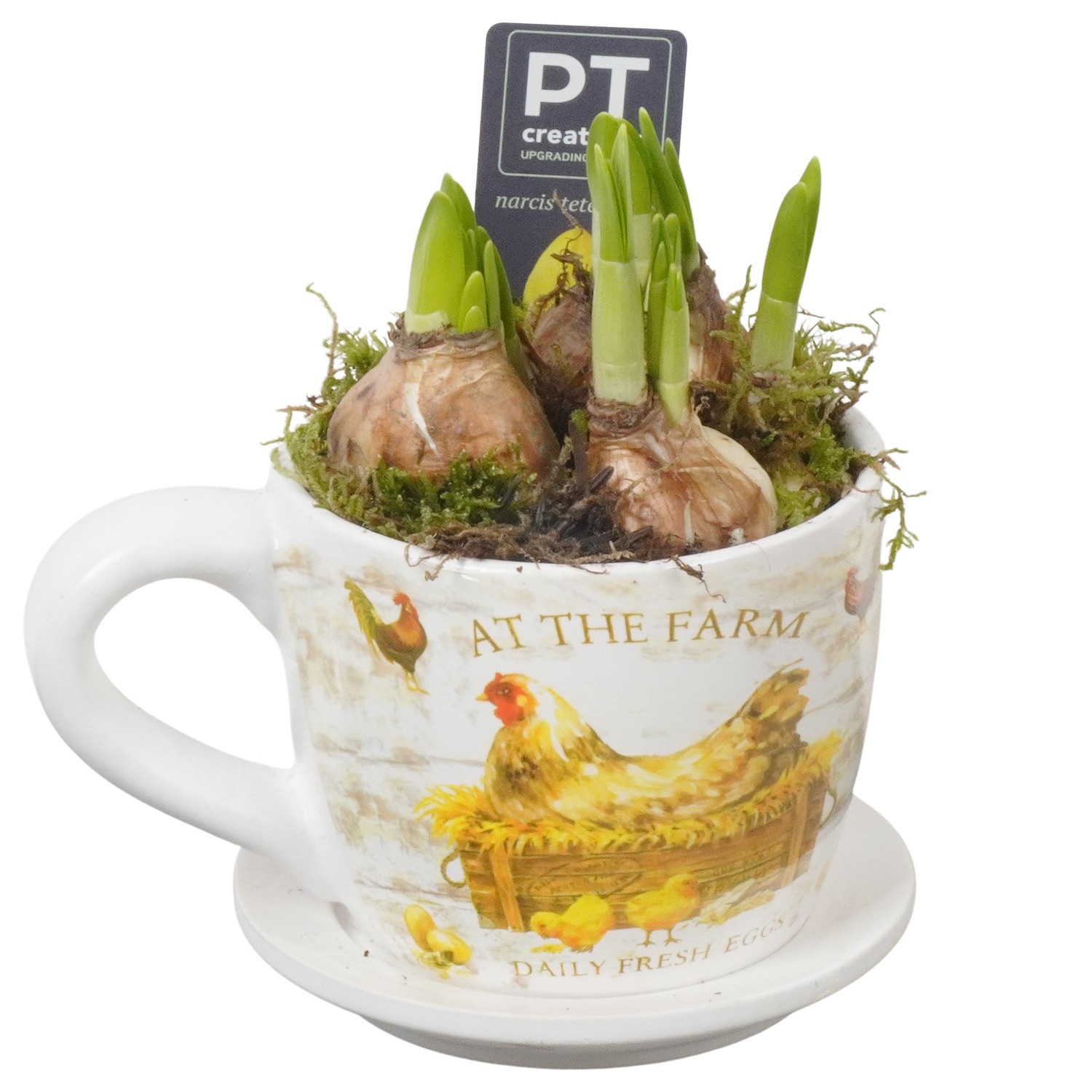 PTNP4504 Arrangement Narcissus Easter in keramiek kop en schotel, D 11