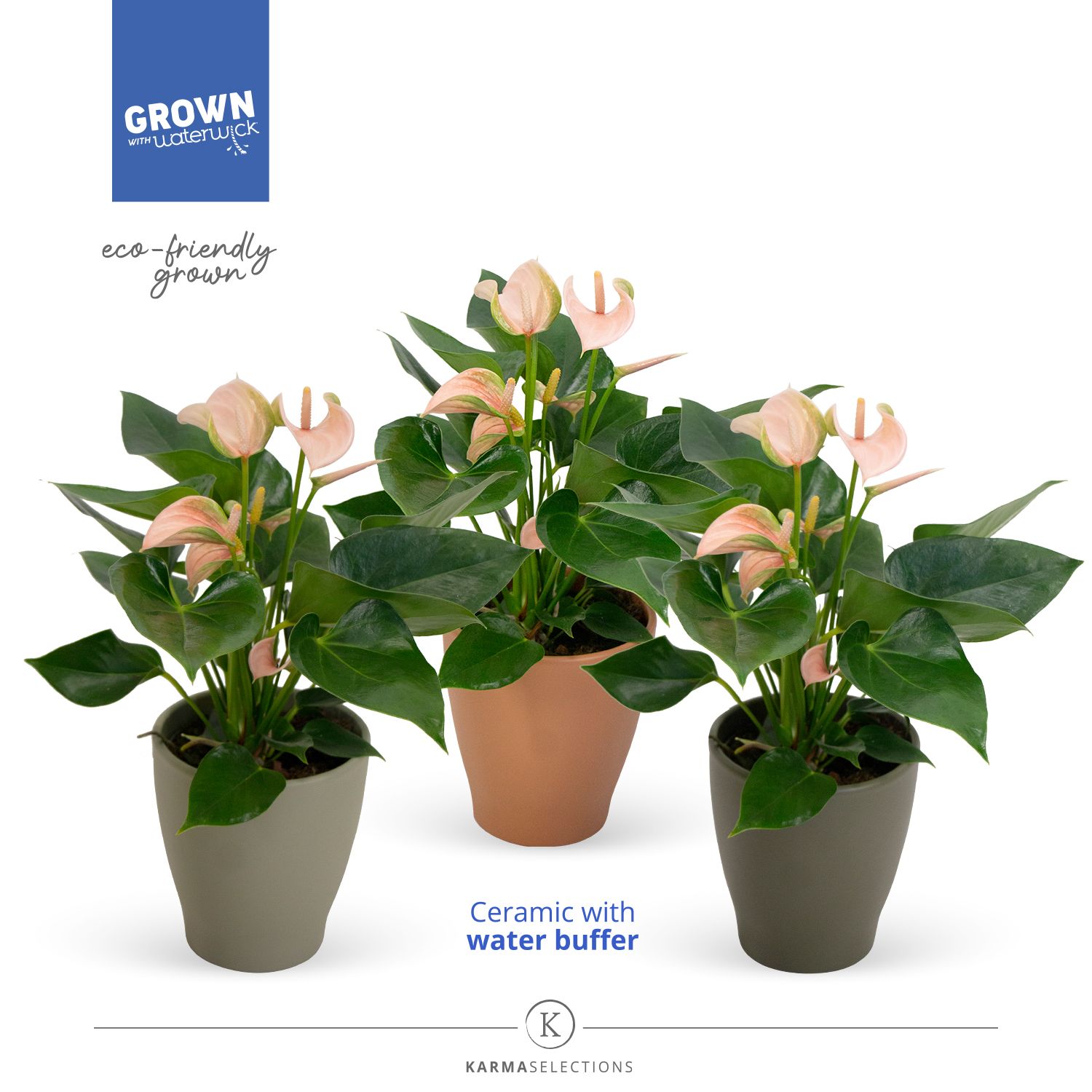 Mimesis Anthurium KARMA Joli Peach - Carolina Urban mix, D 12