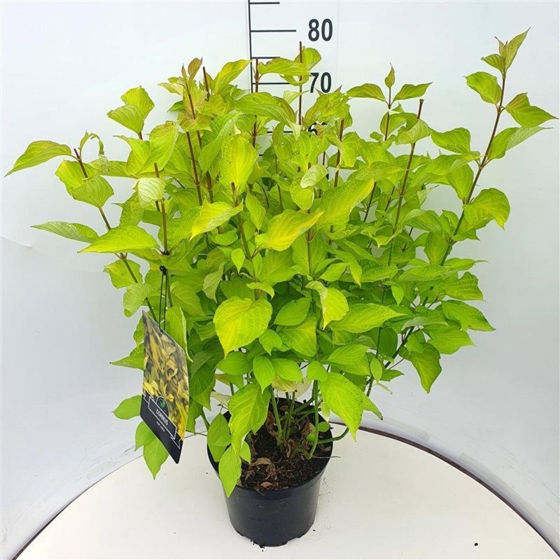 Cornus alba 'Aurea', D 29