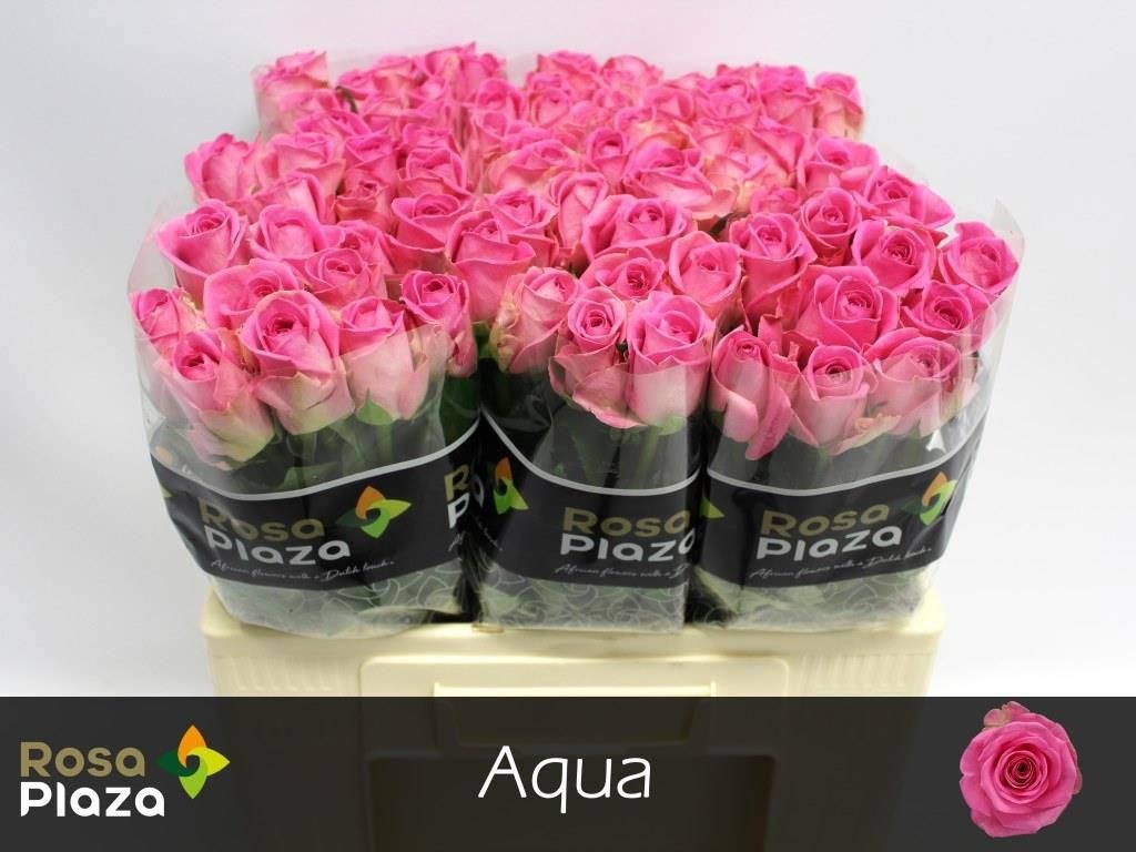 Роза од. Аква! 55, шт.