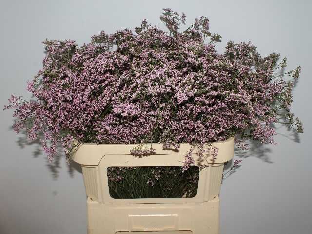 Лимониум Сафора Оши Пинк 80, шт.