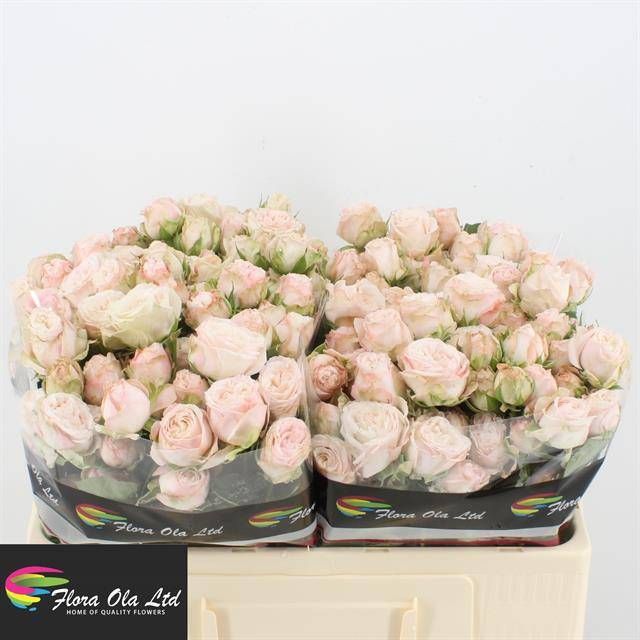 Роза куст. Бомбастик 50, шт.