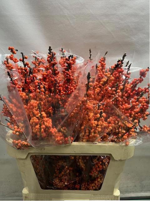 Илекс Винтер Голд 80, шт.