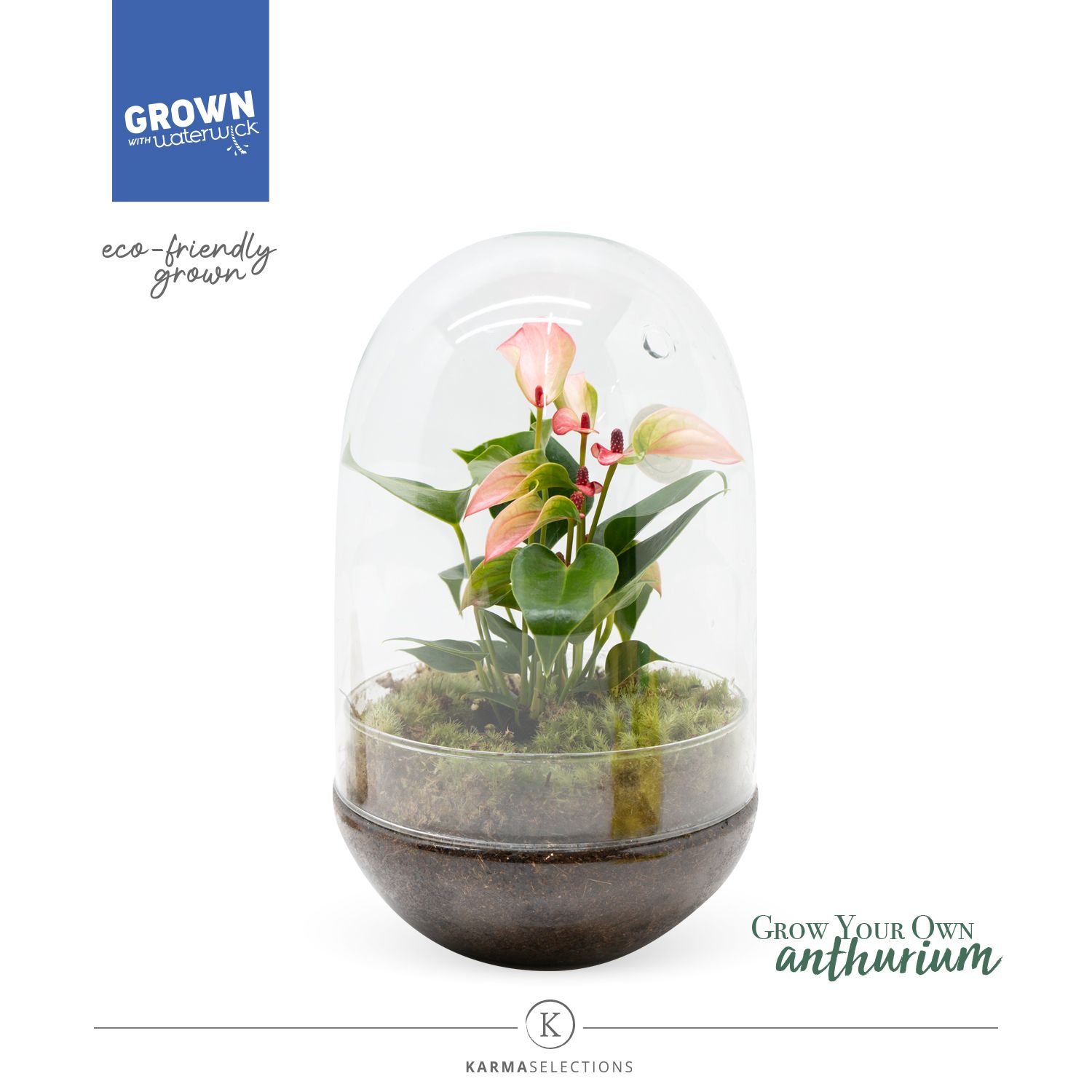 Anthurium - Karma Hotlips | Terrarium Egg, D 14