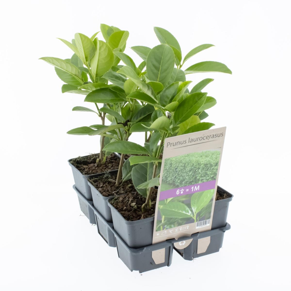 Prunus laurocerasus, D 0 cm