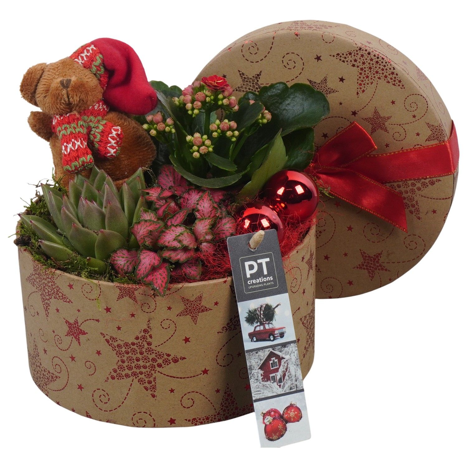 PTCHR7381 Arrangement Christmas Red in karton pot, D 17 cm