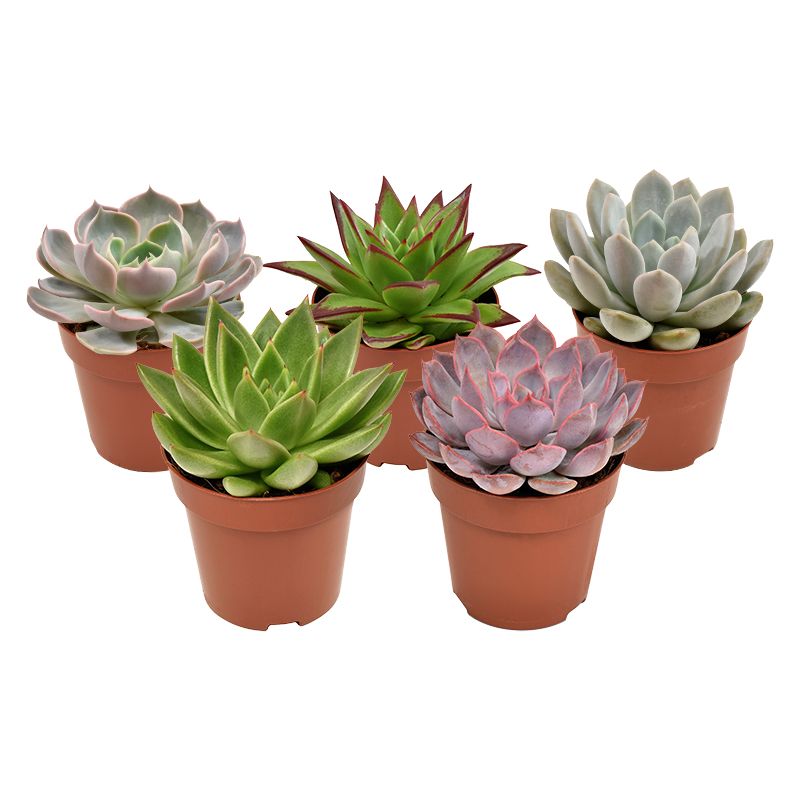 Echeveria mix, D 8,5