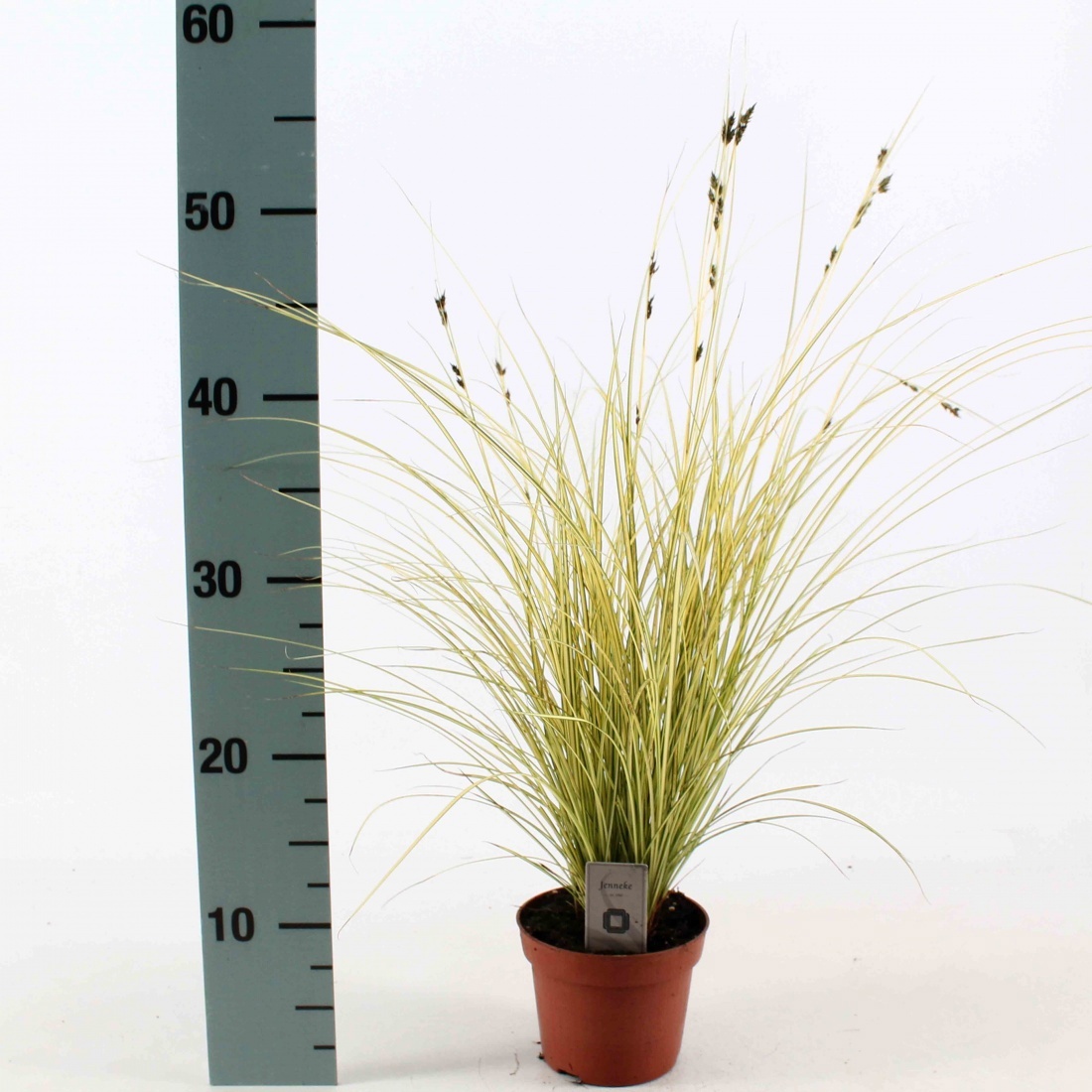Carex brunnea 'Jenneke', D 12