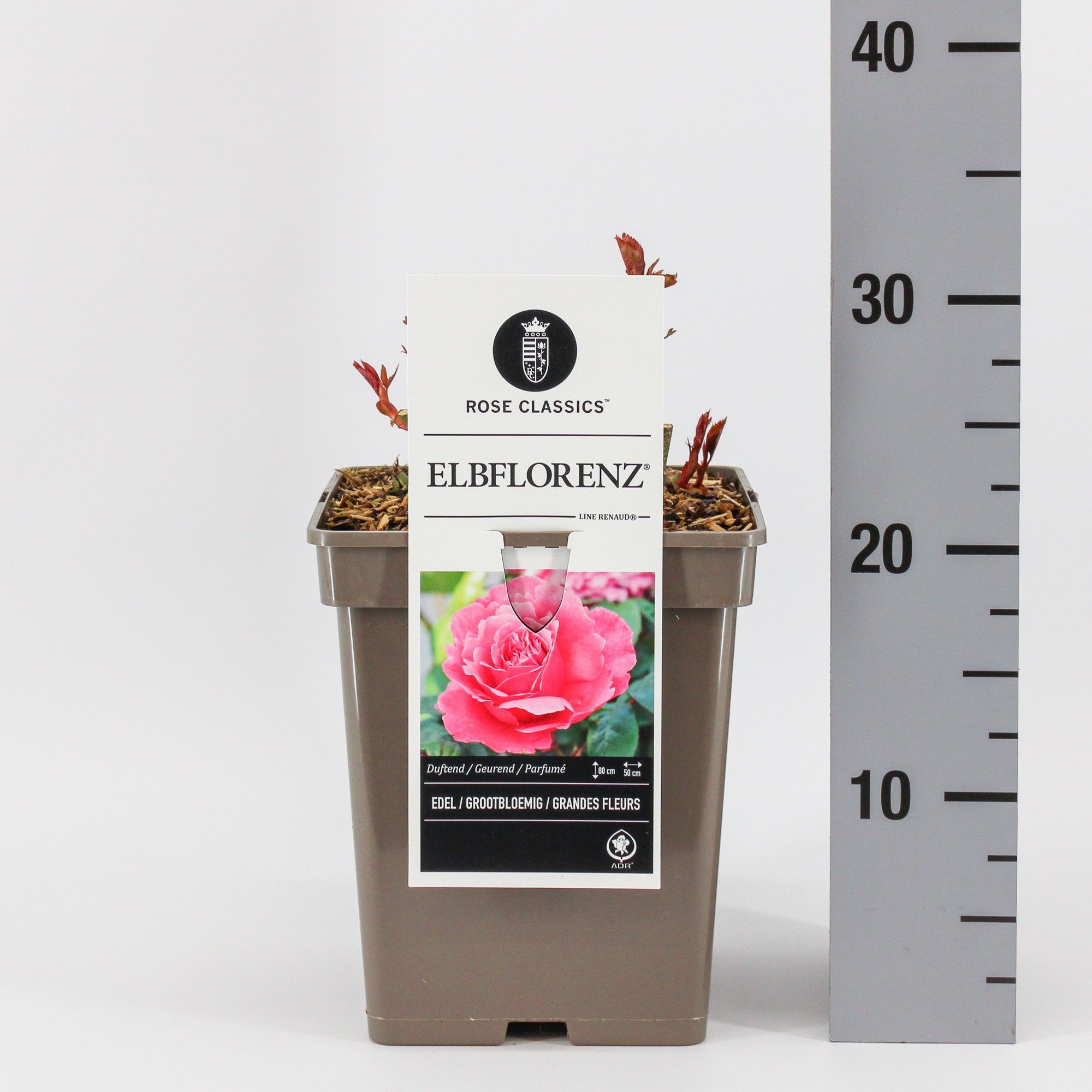 Rosa (TH) Elbflorenz ® (Line Renaud), C5, D 23 cm