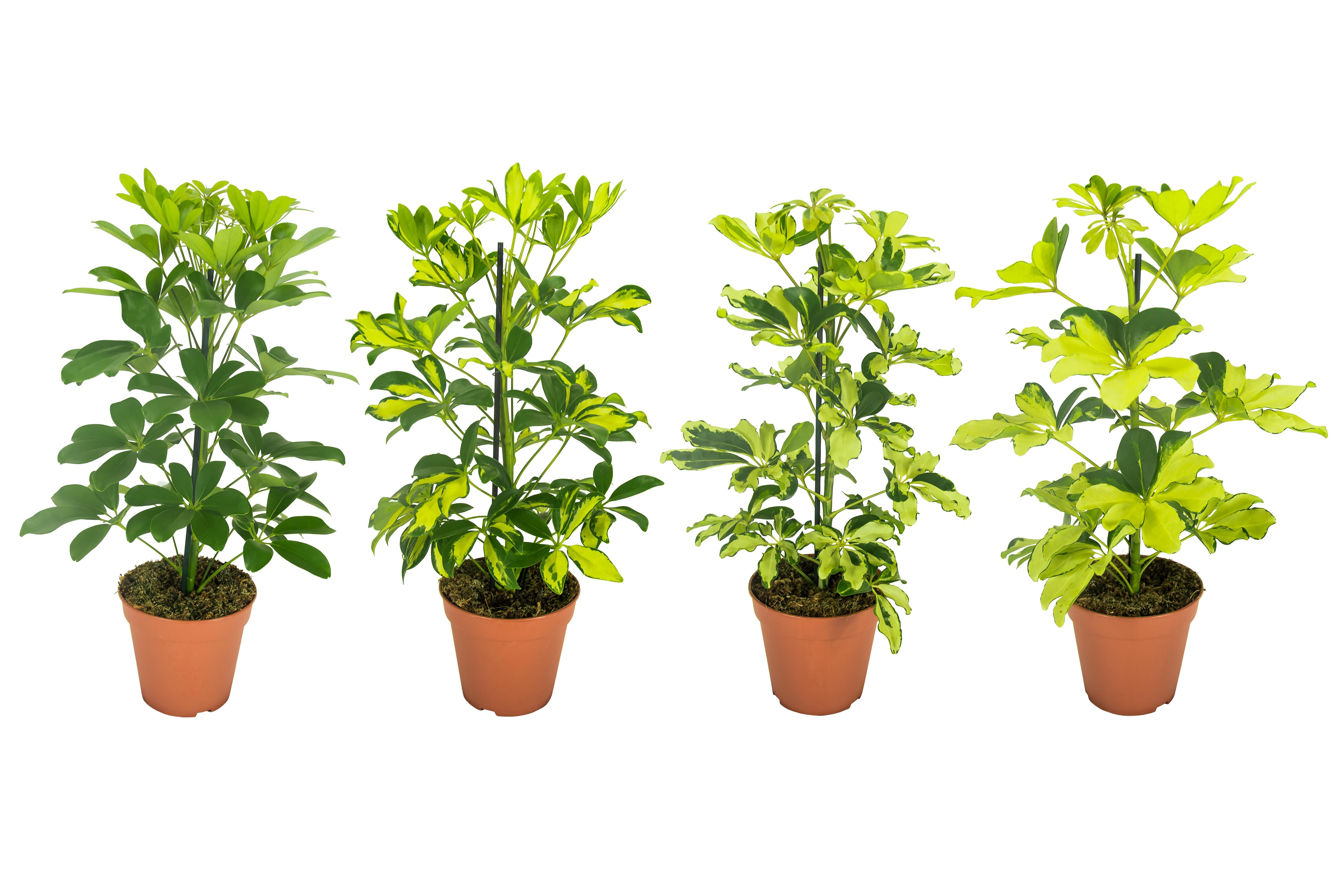 Schefflera Mix Zonder Etiket, D 13