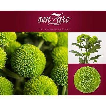 Хризантема куст. Делигрин 70 (зел.), шт. Хризантема куст. Делигрин 70 (зел.), шт.