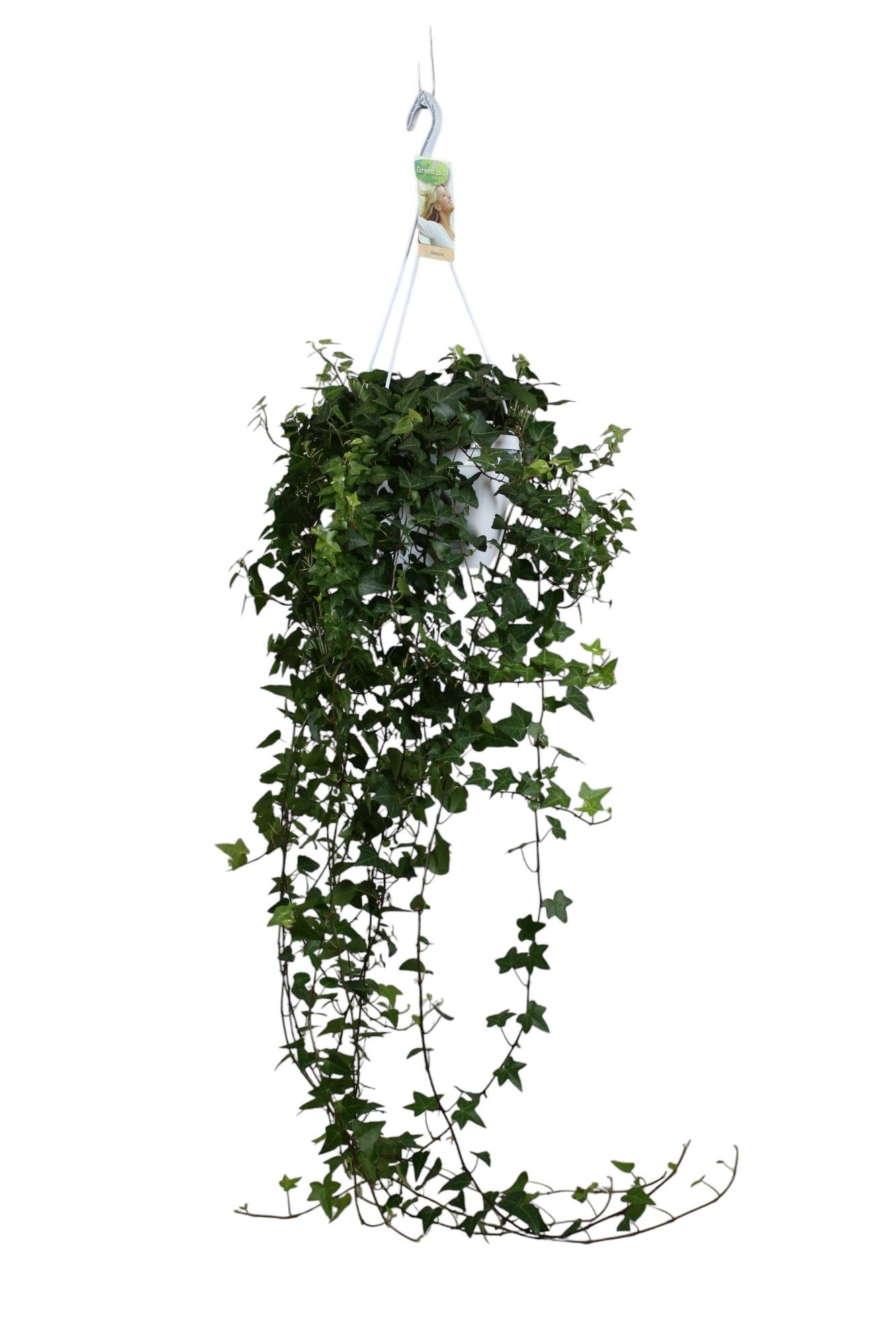 Hedera helix Anna - hang/XXL, D 17