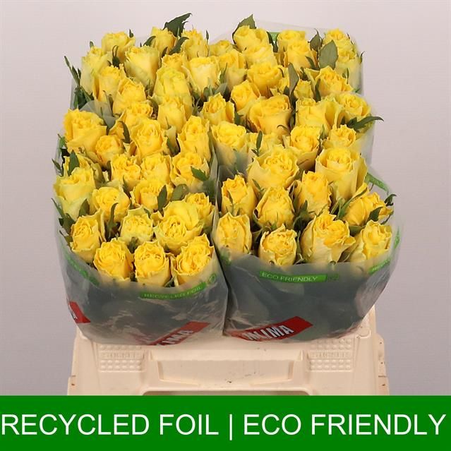 Роза од. Гуд Таймс 40, шт.