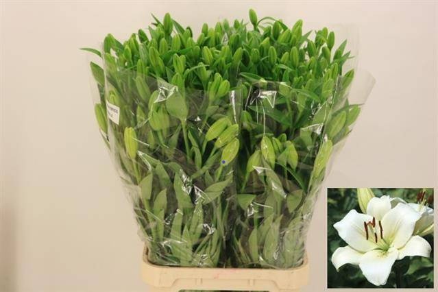 Лилия Ричмонд 105, шт.