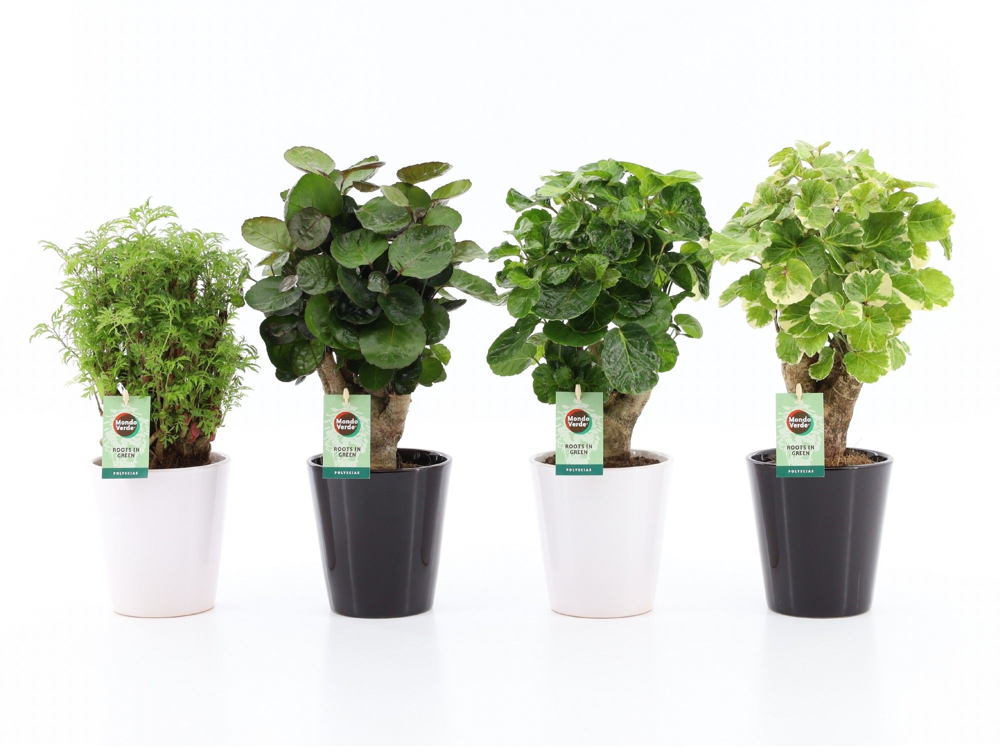 Polyscias Mix 12cm in Zwart & Wit keramiek, D 13