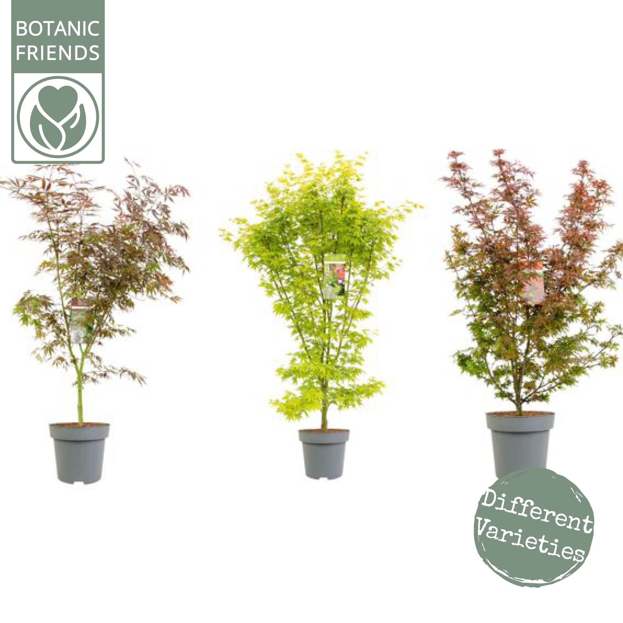 Acer palm. 'MIX', D 30 cm