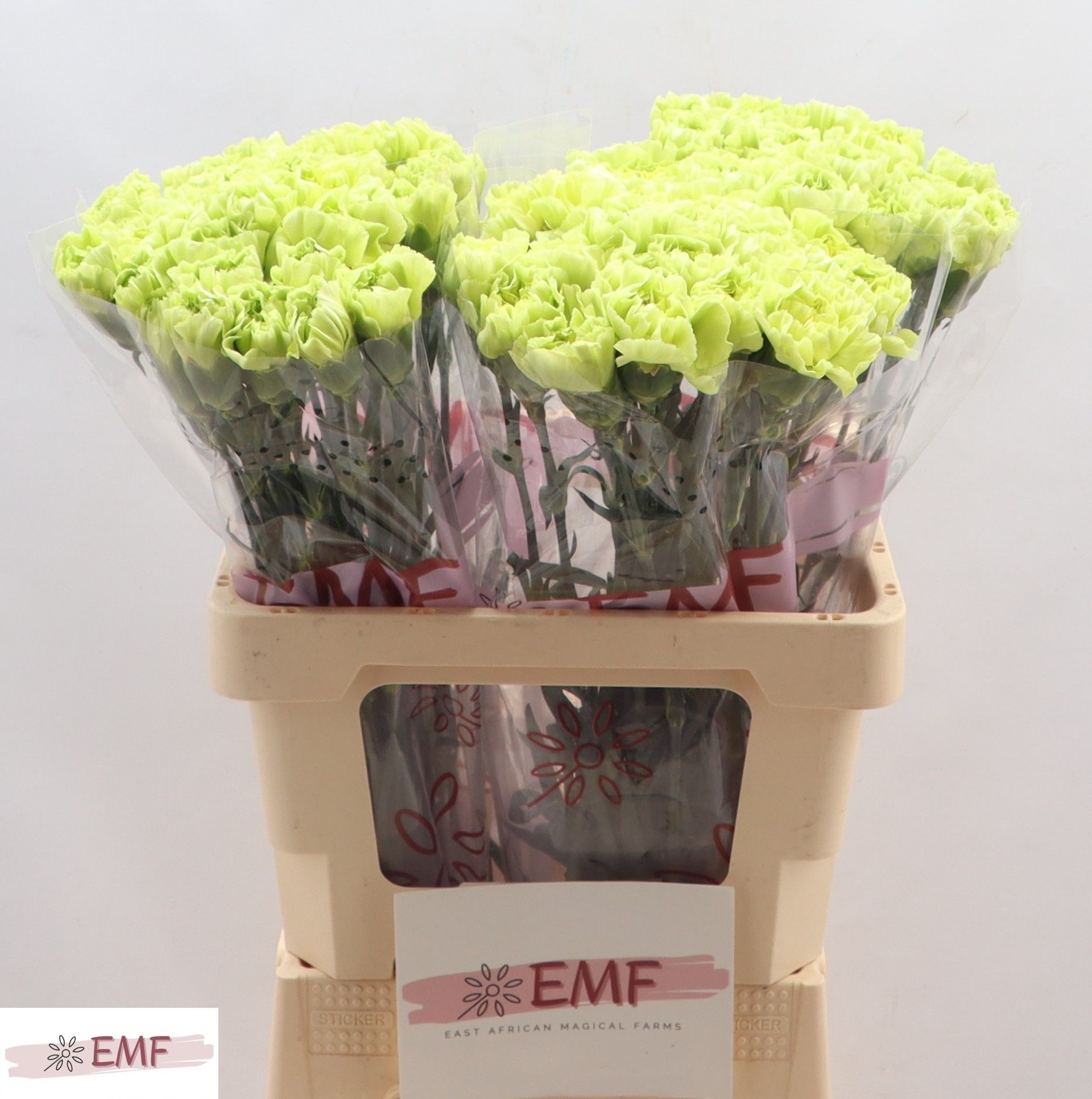 Диантус од. Селтик Грин, шт.