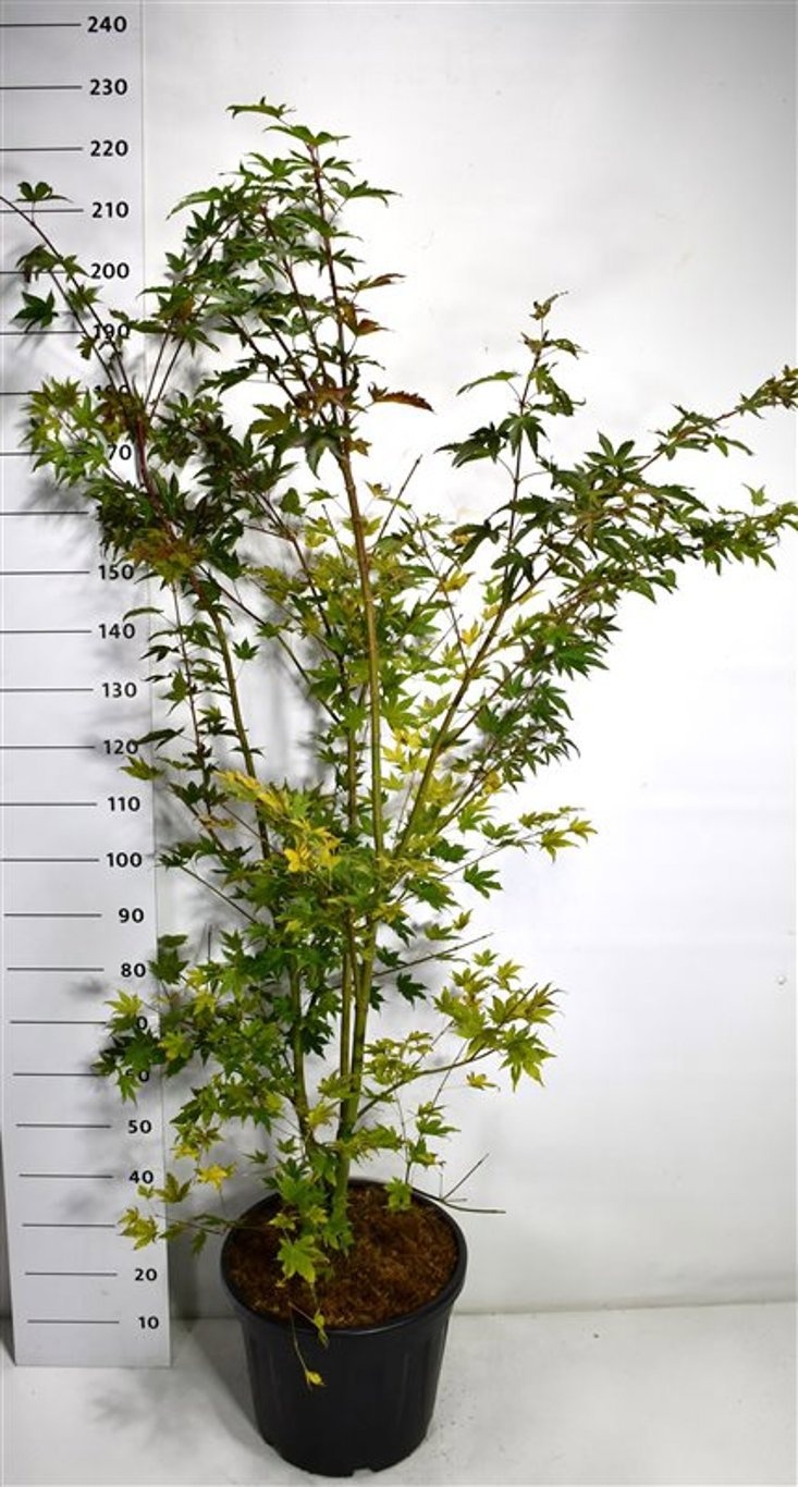 Acer pal. Brown Sugar, D 40