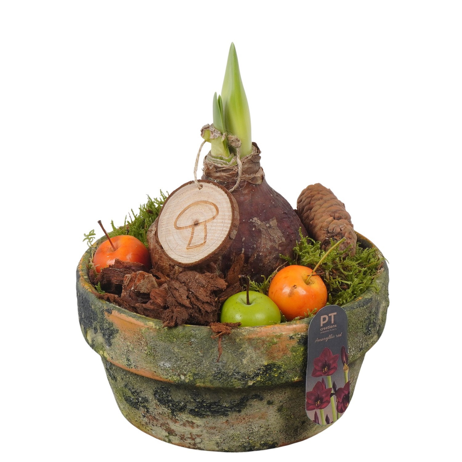 PTAA8843 Arrangement Amaryllis in terracotta schaal, D 18