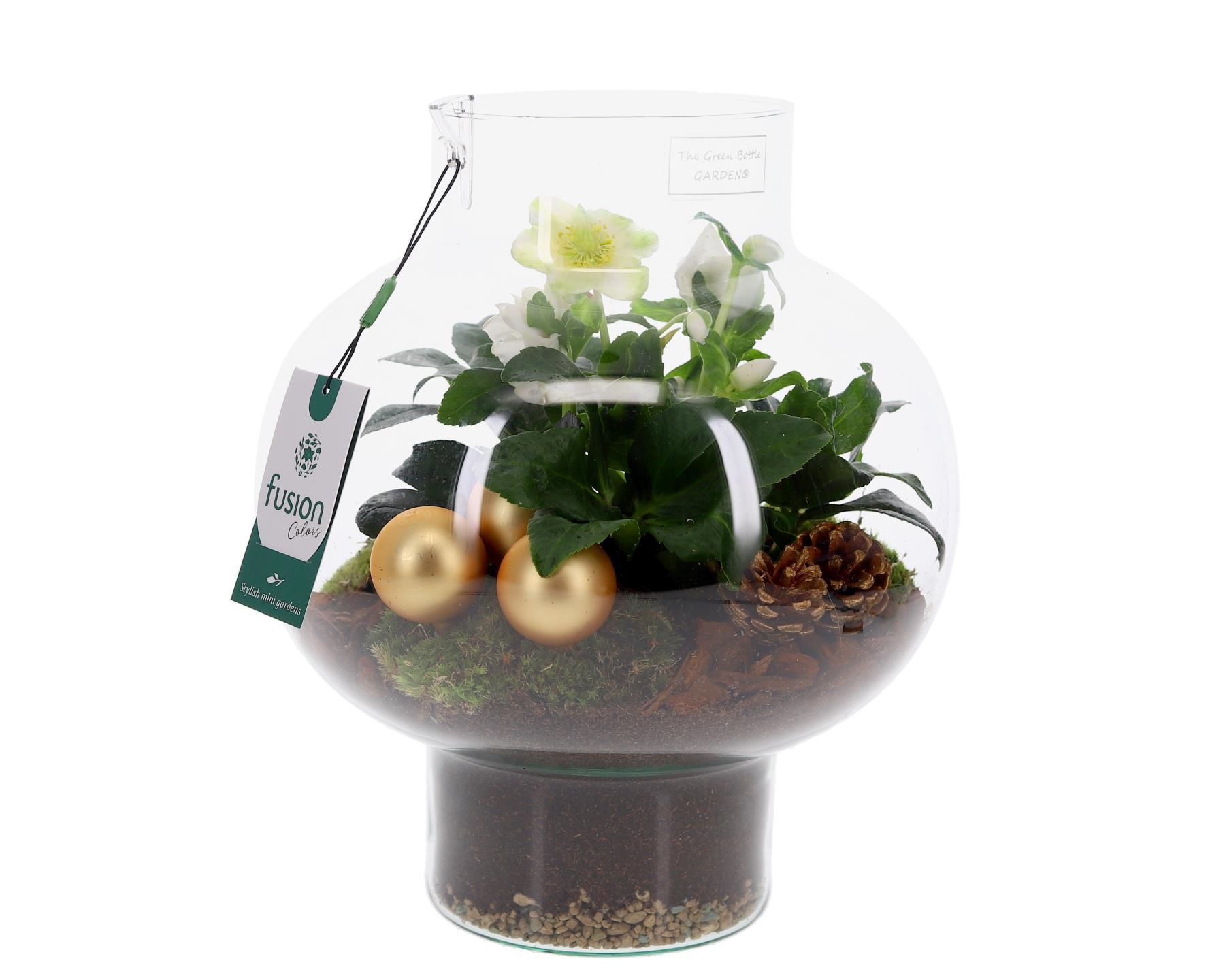 Green Bottle Laura Medium met Helleborus, D 26 cm Green Bottle Laura Medium met Helleborus, D 26 cm