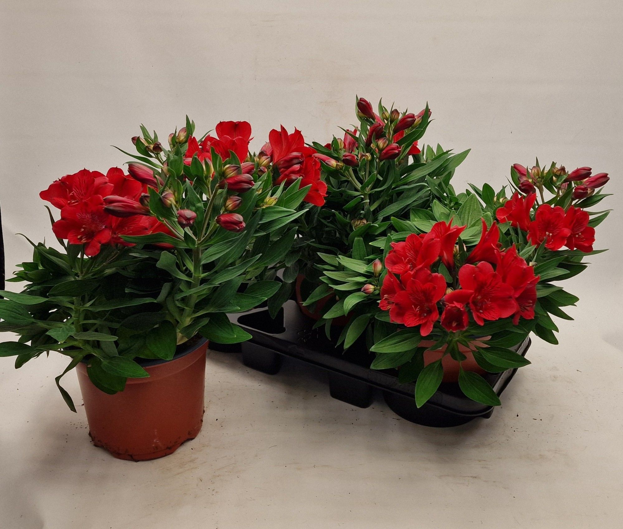 Alstroemeria Inticancha Valentino, D 19