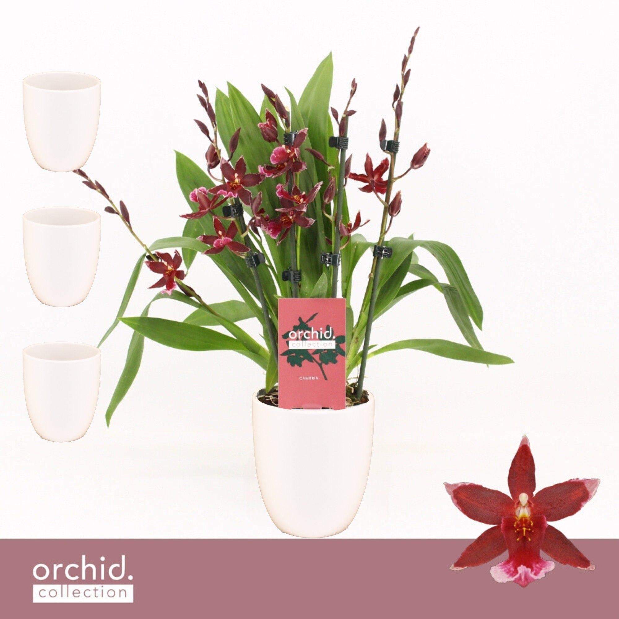 Barrocco Red, 5/6-spike Compact in Lotte White 'Orchid Collection', D 12