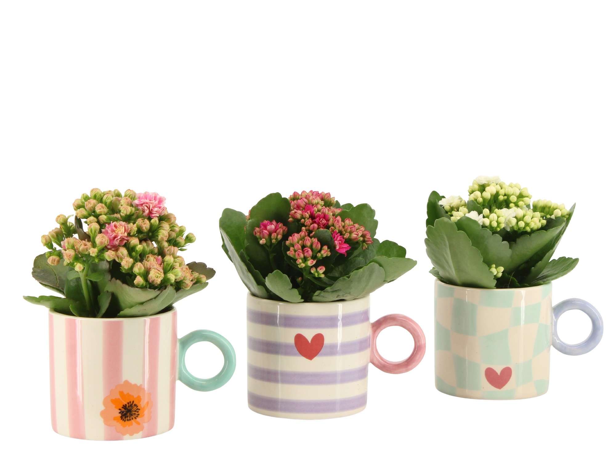 2501174: Solutionss Lovess, D 7