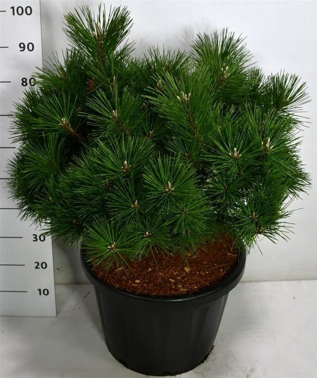 Pinus thunbergii 'Sayonara', D 40