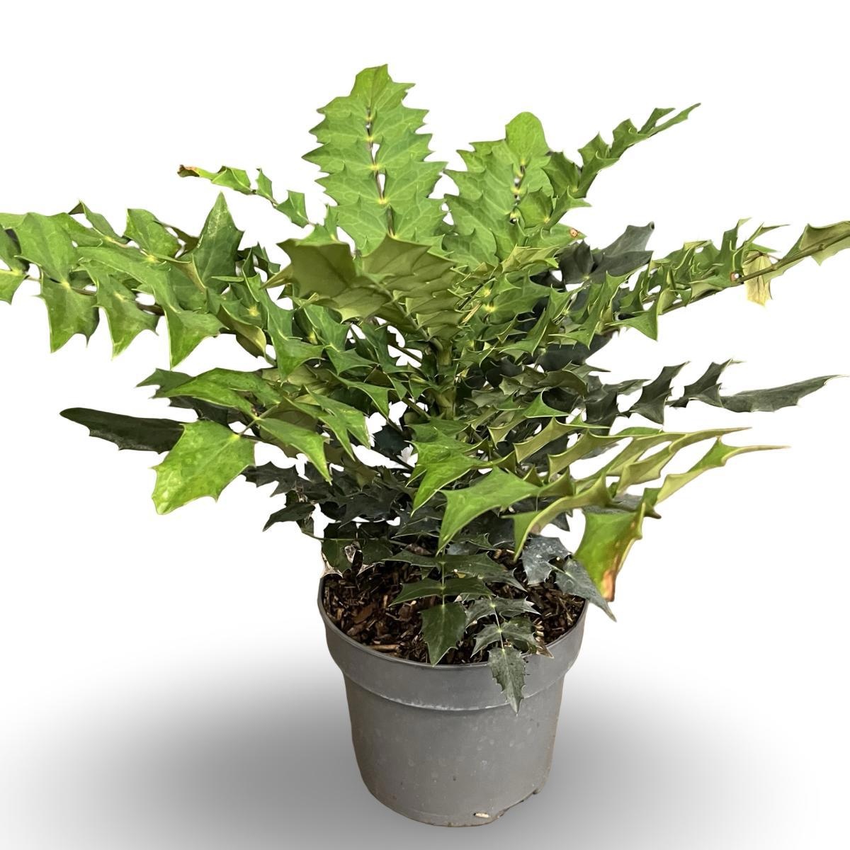 Mahonia media 'Winter Sun', D 21 cm