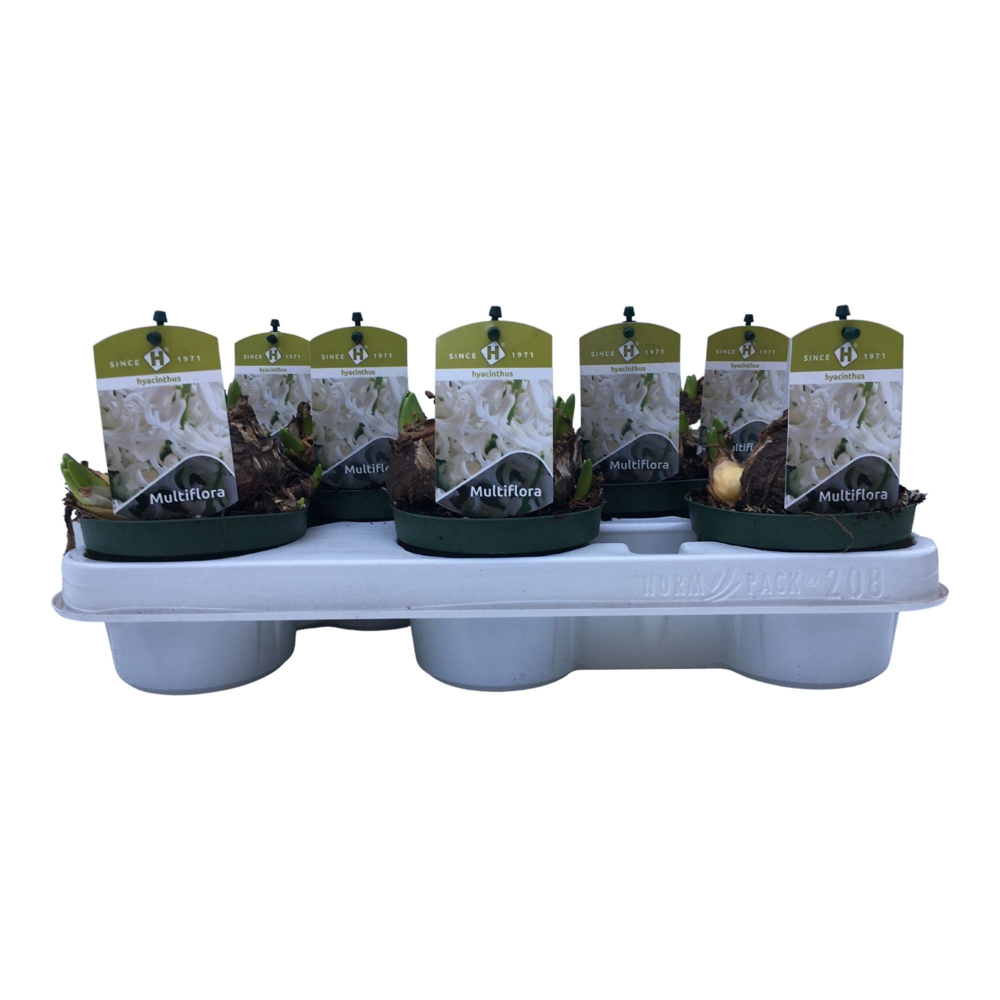 Multiflora White 10,5 cm., D 10