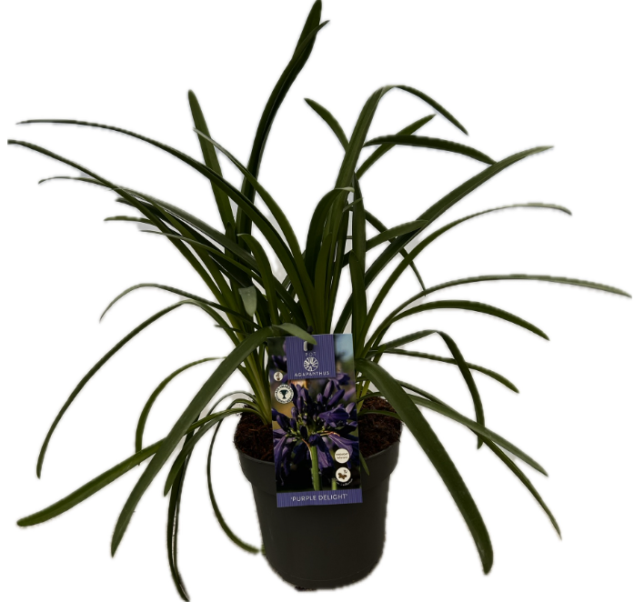 Agapanthus 'Purple delight' P17 EVERGREEN, D 17