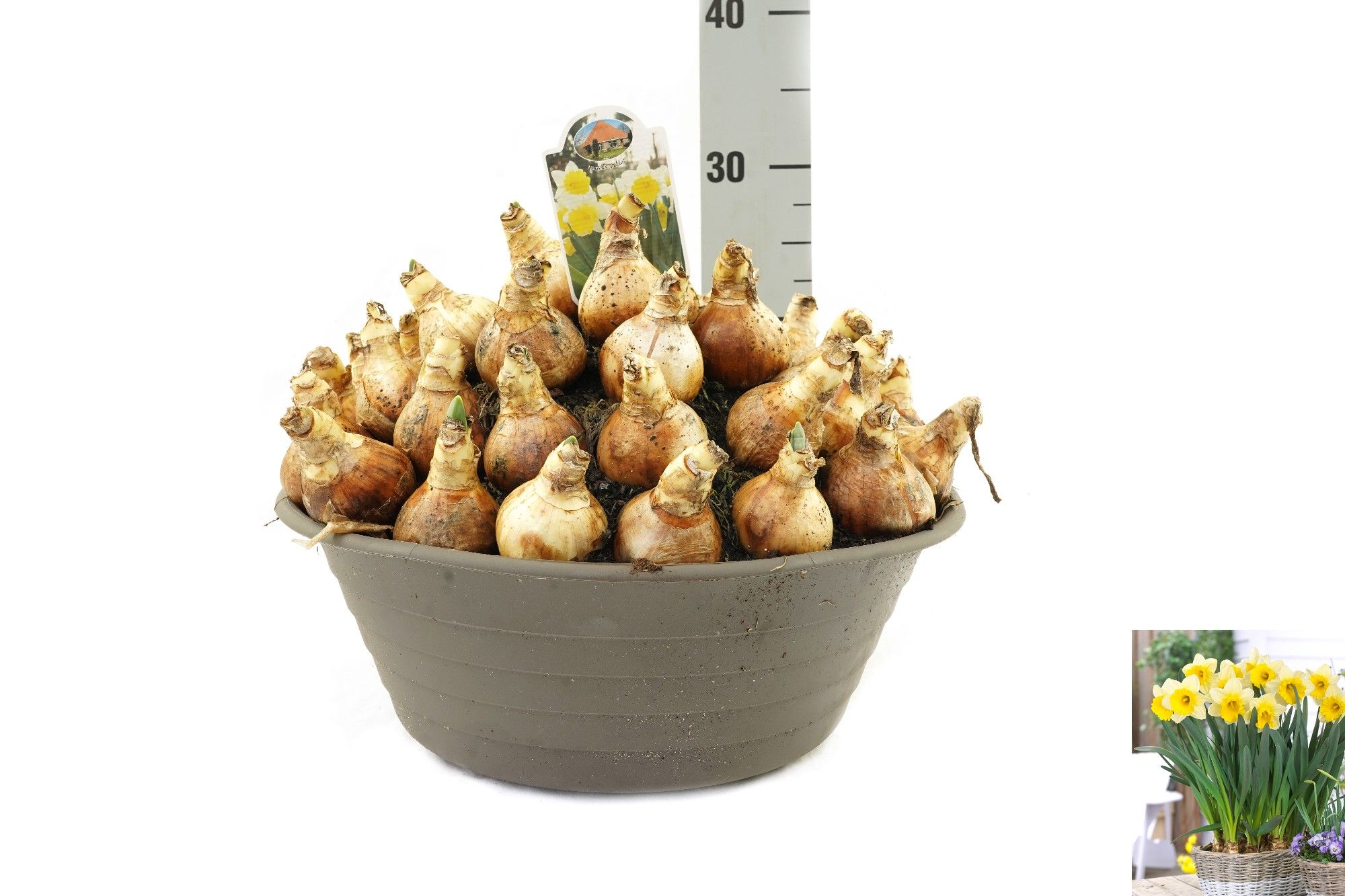 Narcissus Goblet, D 35