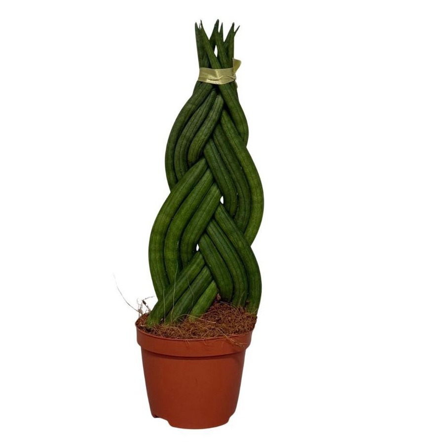 Sansevieria Cylindrica Braid, D 9