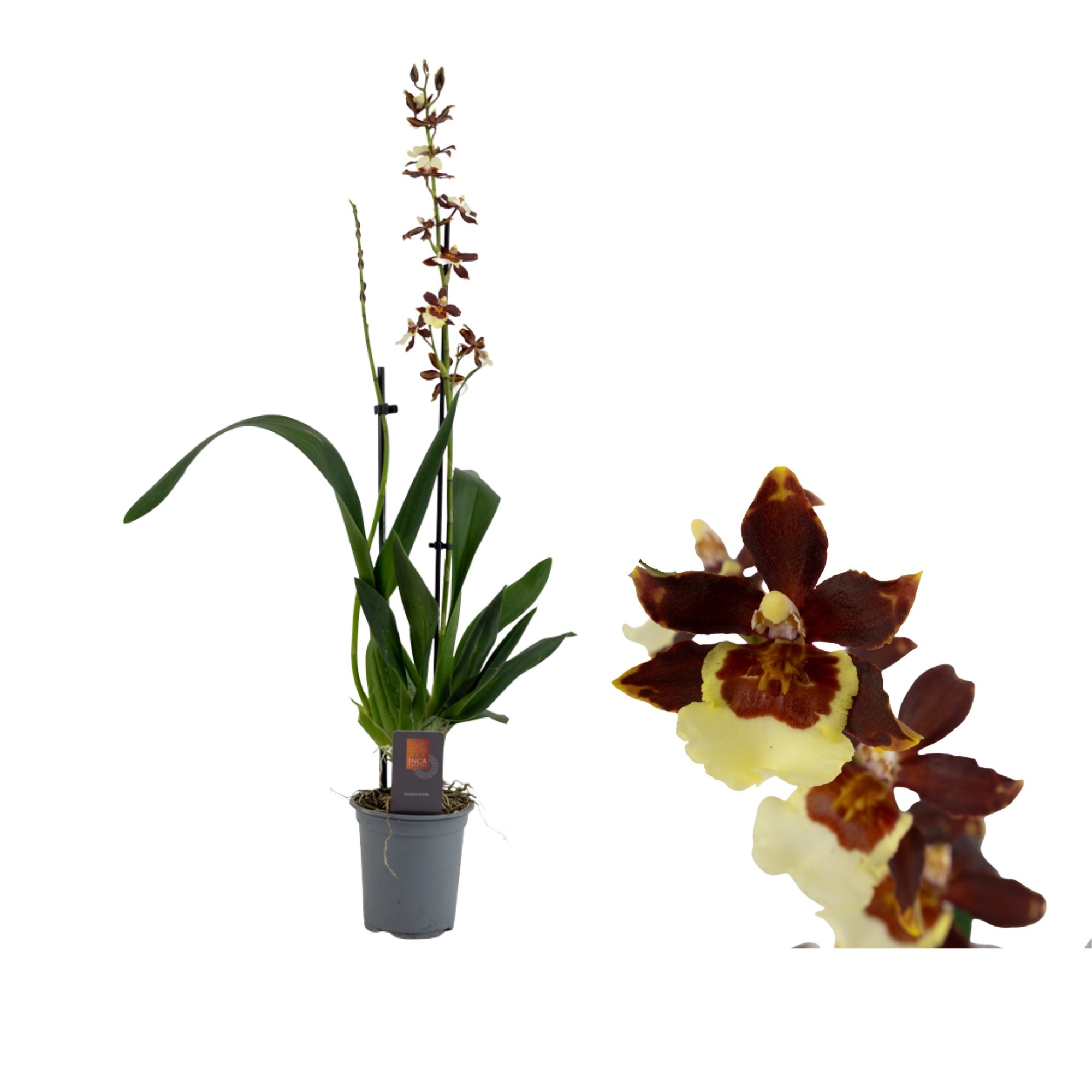 Inca Cambria Pacific Twilight 2 spike XL 9cm, D 9