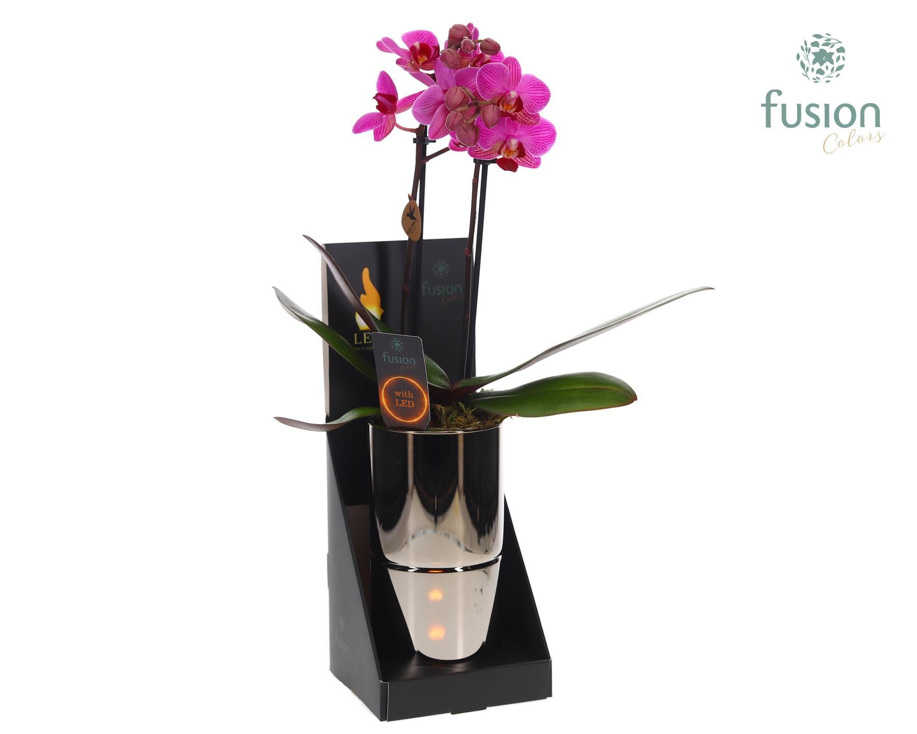 Glas tube Led planter groot met Phalaenopsis, D 11 cm