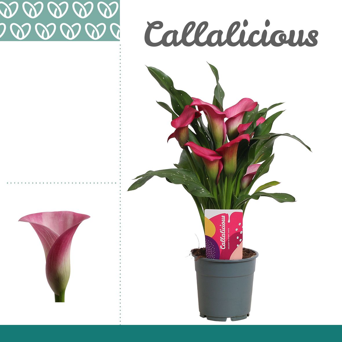 Zantedeschia (Calla) Roze, D 12