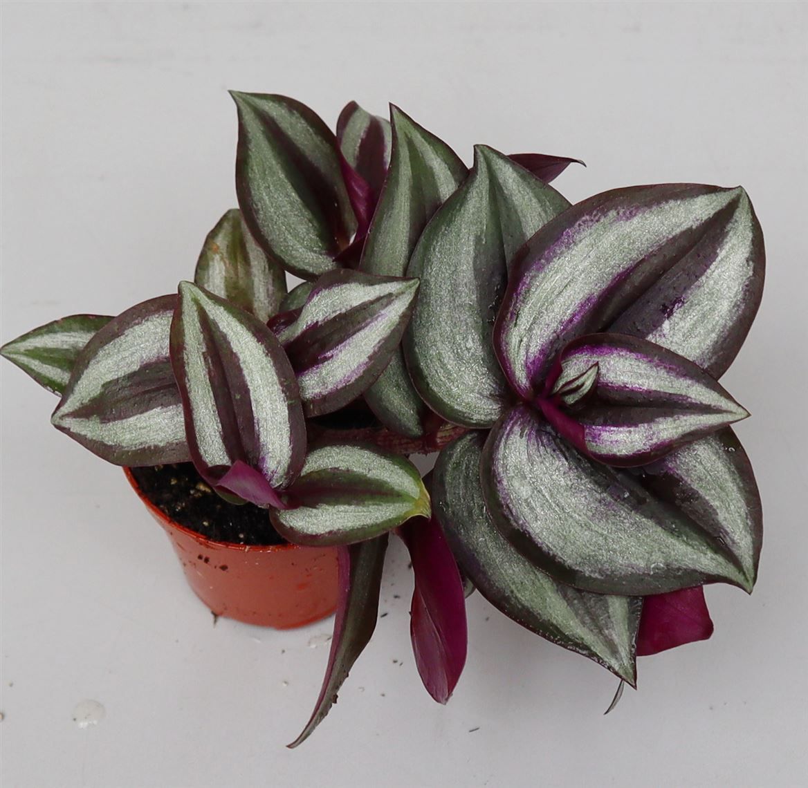 Tradescantia 'Purple Heart', D 5,5