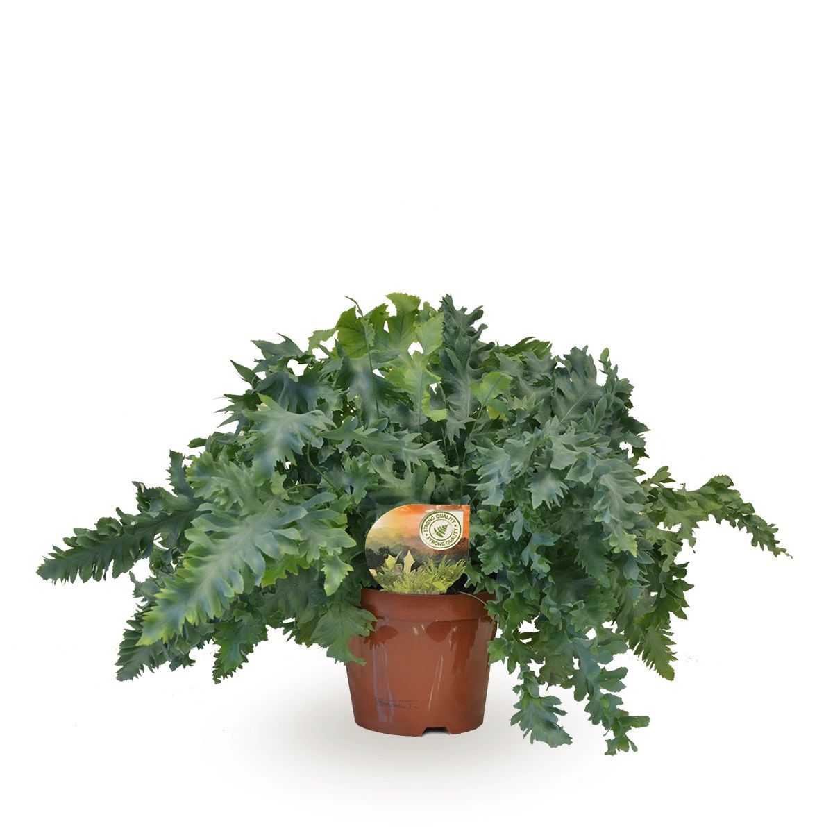 Phlebodium Davana, D 19