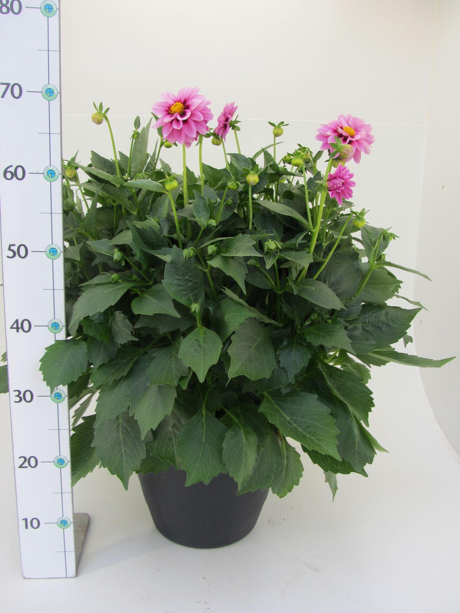 Dahlia Wasserspeicherkübel, D 33