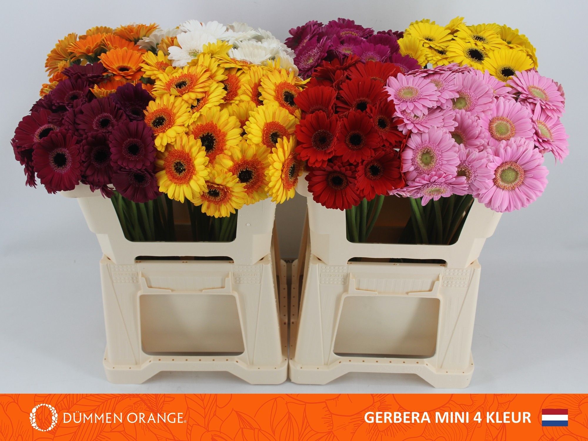 Гермини Микс, шт.