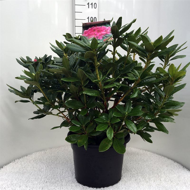 Rhodo. 'Cosmopolitan' pink, D 37 cm