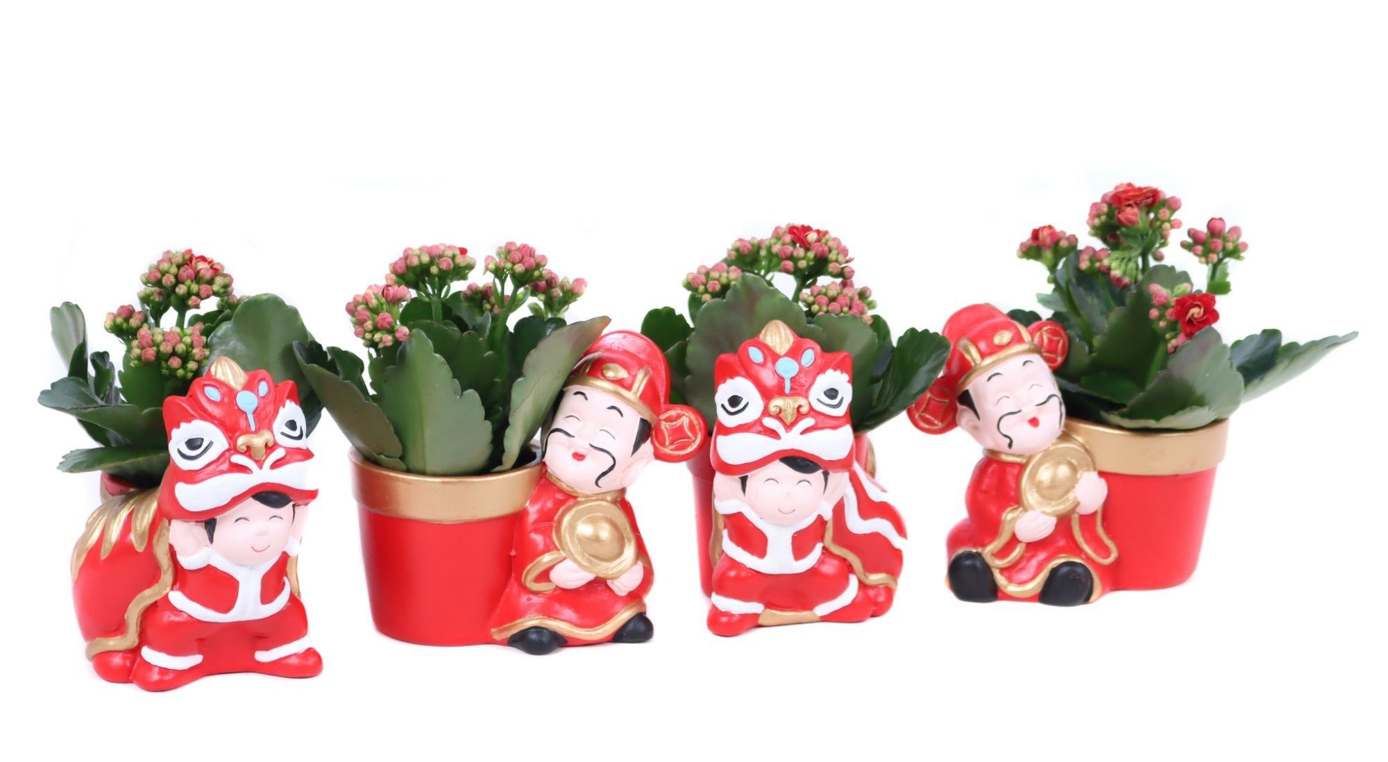 Kalanchoe rood 6 cm in Chongqing planter, D 11