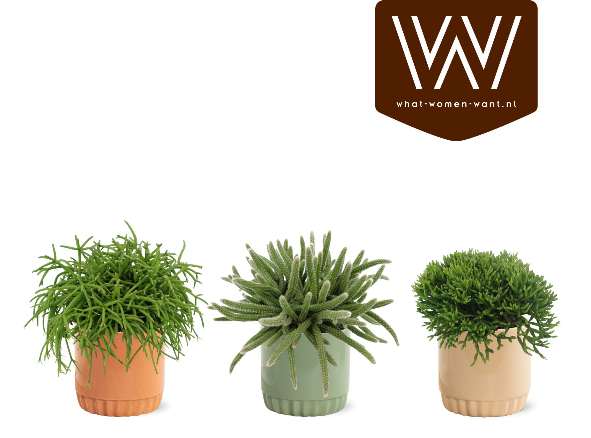 Rhipsalis gemengd P12 in Liam, D 13 cm