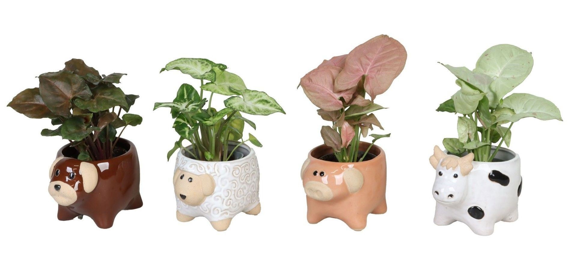 L 66624 with Syngonium Mix 6 cm, D 6