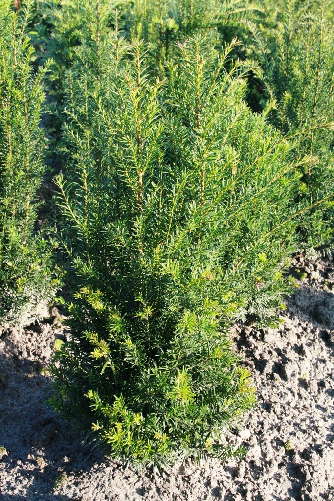Taxus baccata, D 32