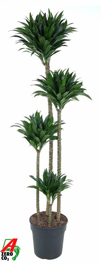 Dracaena Compacta 120-90-60-30, D 27