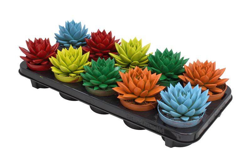 Miranda coloured spring mix, D 10,5