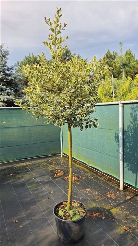 Ilex aq. 'Argentea Marginata', D 43