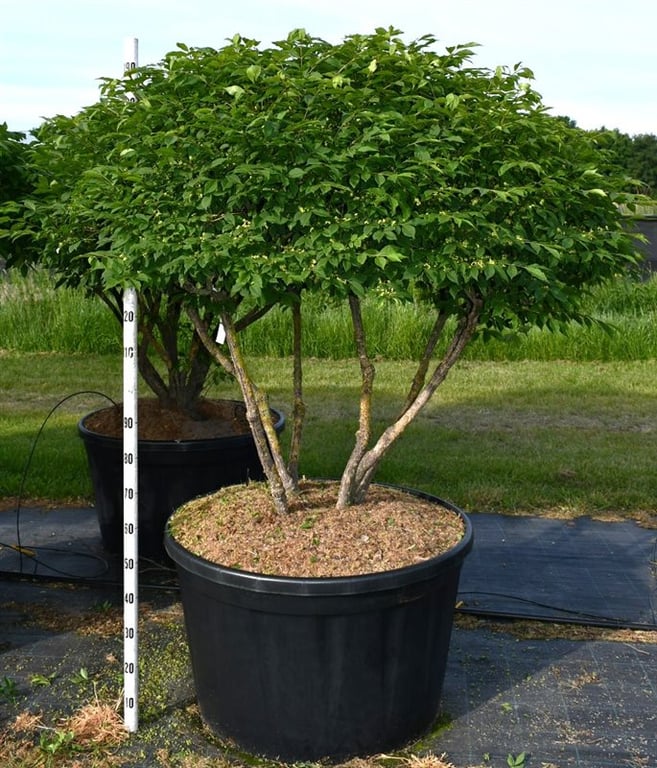 Euonymus alat. 'Compactus', D 96