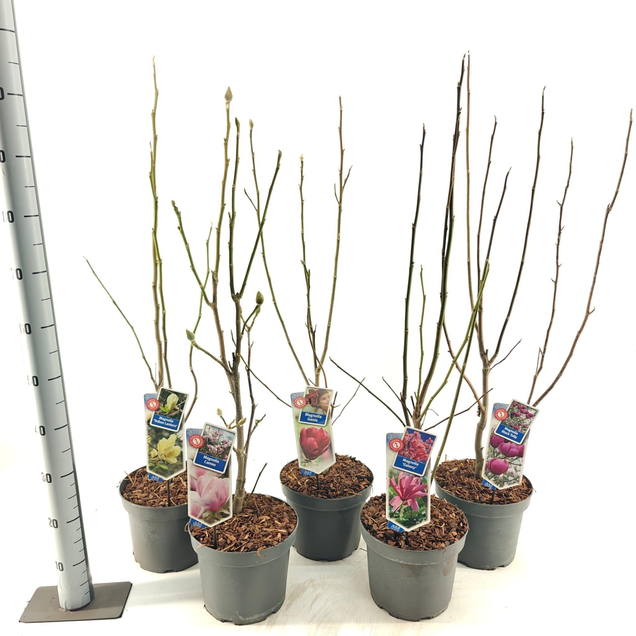 Magnolia mix exclusive (minimum order one layer), D 23